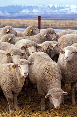 250px-Flock_of_sheep.jpg