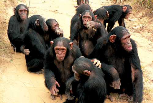 chimpanzees.jpg