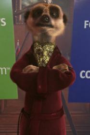 compare the meerkat.com.jpg