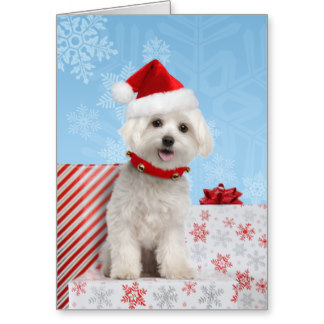 maltese_puppy_christmas_card-r52b050b542194c75865f6b95c2df8d6f_xvuat_8byvr_324.jpg