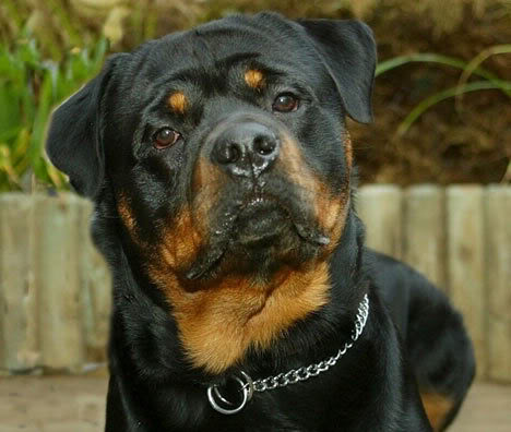 rottweiler270507_468x396.jpg