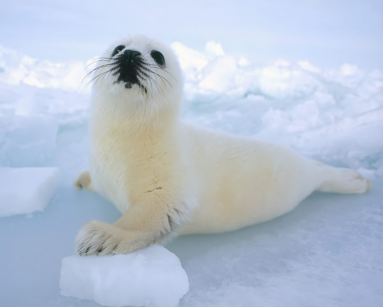 Seal_baby.jpg