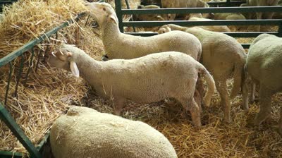 stock-footage-group-of-young-sheep-eating-hay-on-a-barn.jpg