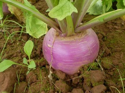 turnip-history1.jpg